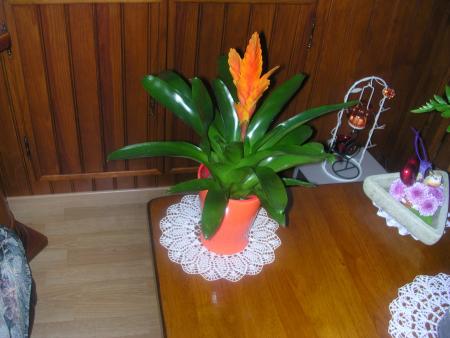 SUPERBE PLANTE QUE TA MAMIE T'OFFRE TOUTE TES FLEURS SONT DANS LE SALON PAS LOIN DE TES PHOTOS JE T'AIME MON POUSSIN  