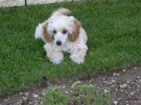 Notre nouvelle petite chienne 