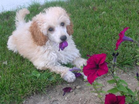 MANDY  PENSE A TOI AUSSI ELLE T OFFRE UNE FLEUR