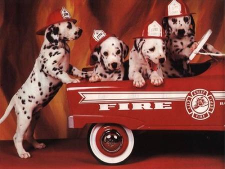  POUR TOI MON POUSSIN TOI QUI AIMAIT LES ANIMAUX ET LES POMPIERS 