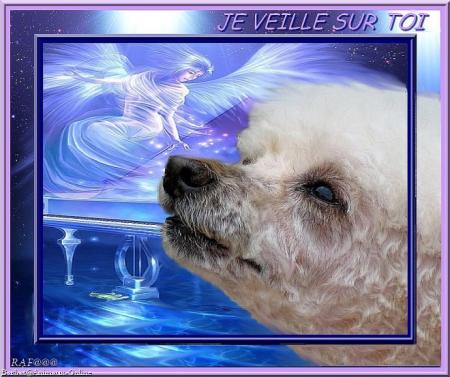 NOUS VEILLONS SUR TOI MON ANGE ET MANDY AUSSI TON CANICHE QUE TU N'AS HELAS PAS CONNU