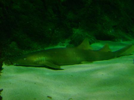 Merci LILOU cela nous fait plaisir , tu sais que l'on ne fait plus de projet, si tout va bien cette année on ira je veux nager avec les dauphins pour mon fils