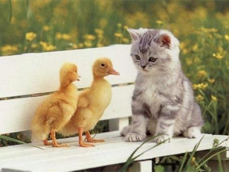          Pour toi mon poussin j'ai trouvé cette photo mignonne