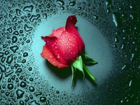 FRED LE COPAIN DE PAPA NE T'A PAS OUBLIE , IL T'ENVOI DU FOND DU COEUR CETTE ROSE 
