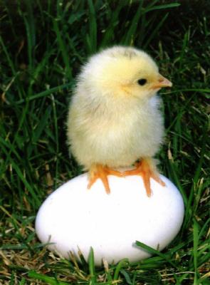 MON POUSSIN